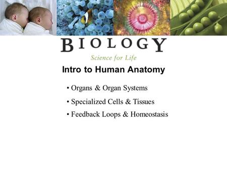 Intro to Human Anatomy Organs & Organ Systems