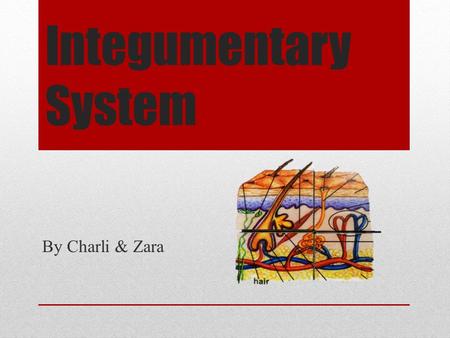Integumentary System By Charli & Zara. Contents Elements of the System How the system works Diseases & Disorders Importance of the System Cells Cancers.