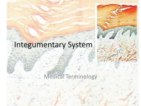 Integumentary System Medical Terminology.