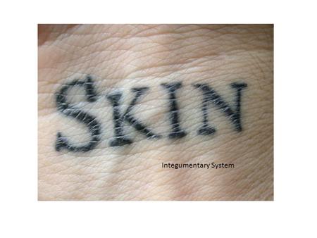 Skin Integumentary System Integumentary System.