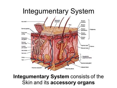Integumentary System Integumentary System consists of the