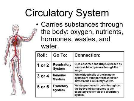 Circulatory System Carries substances through the body: oxygen, nutrients, hormones, wastes, and water. Roll:Go To:Connection: 1 or 2 Respiratory System.