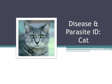 Disease & Parasite ID: Cat. Diseases Feline panleukopenia (Feline Distemper) Description: ▫Infectious disease caused by a parvovirus or DNA virus. This.