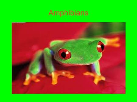 Amphibians. Characteristics Amphibians are frogs, salamanders, and caecilian. Amphibians vary greatly but have a few common traits. Amphibians have moist.