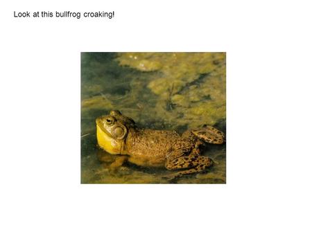 Look at this bullfrog croaking!. Most male frogs and toads puff up their throats when they make a sound. Not all frogs and toads make the same sound.
