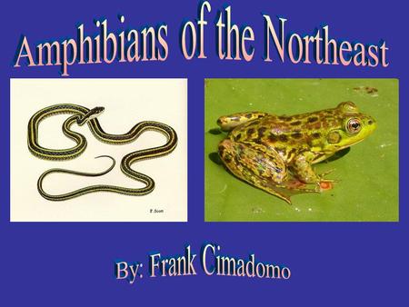 Amphibians of the Northeast