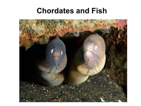 Chordates and Fish.