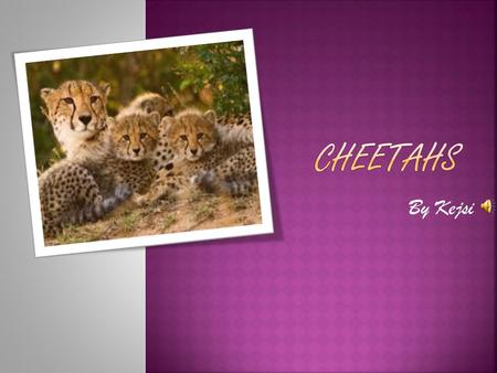 By Kejsi  Cheetahs are tan and have black spots.