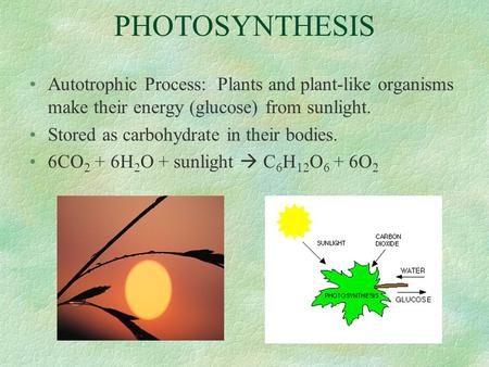 PHOTOSYNTHESIS Autotrophic Process: Plants and plant-like organisms make their energy (glucose) from sunlight. Stored as carbohydrate in their bodies.