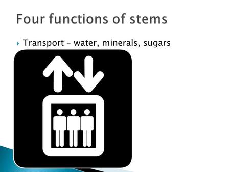 Four functions of stems
