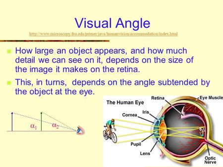 Visual Angle How large an object appears, and how much detail we can see on it, depends on the size of the image it makes on the retina. This, in turns,