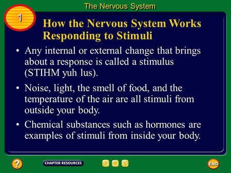 How the Nervous System Works Responding to Stimuli