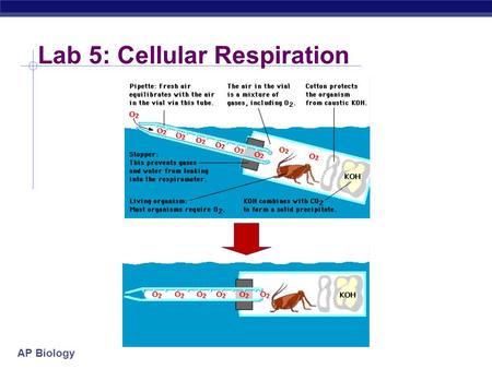 Lab 5: Cellular Respiration