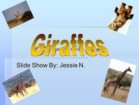 Giraffes Slide Show By: Jessie N..