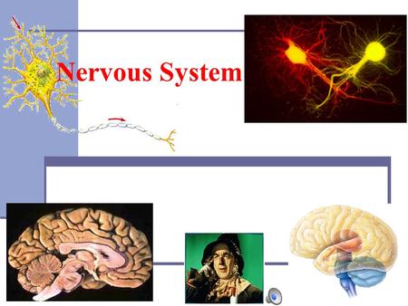 2007-2008 Nervous System. I.The Human Body A.Cells - Basic unit of structure and function. B.Tissues - Group of cells that perform a single function (e.g.
