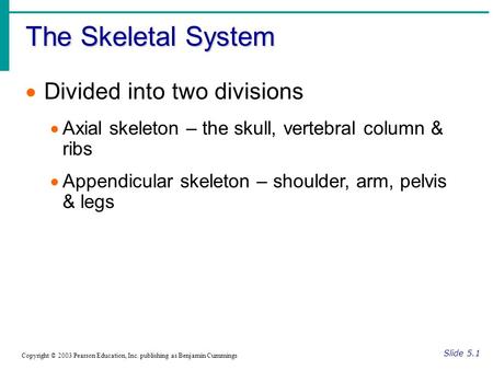 The Skeletal System Divided into two divisions