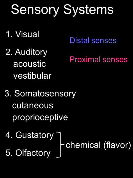 Sensory Systems 1. Visual 2. Auditory 3. Somatosensory 4. Gustatory 5. Olfactory acoustic vestibular cutaneous proprioceptive chemical (flavor) Distal.