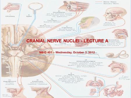 CRANIAL NERVE NUCLEI - LECTURE A NBIO 401 – Wednesday, October 3, 2012.