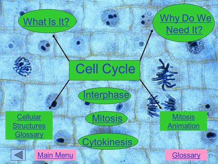 GlossaryMain Menu Cell Cycle Interphase Cytokinesis Mitosis What Is It? Why Do We Need It?Why Do We Need It? Cellular Structures Glossary Mitosis Animation.