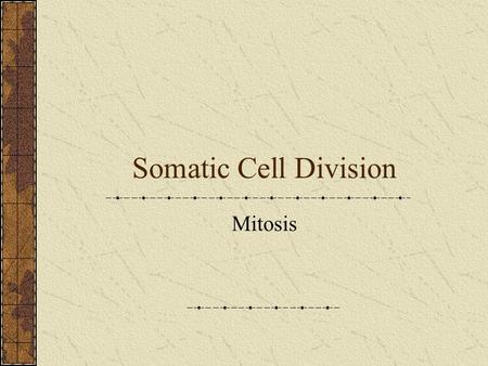 Somatic Cell Division Mitosis. Somatic Cells All body cells except gametes (sex cells)