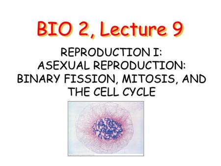 BIO 2, Lecture 9 REPRODUCTION I: ASEXUAL REPRODUCTION: BINARY FISSION, MITOSIS, AND THE CELL CYCLE.