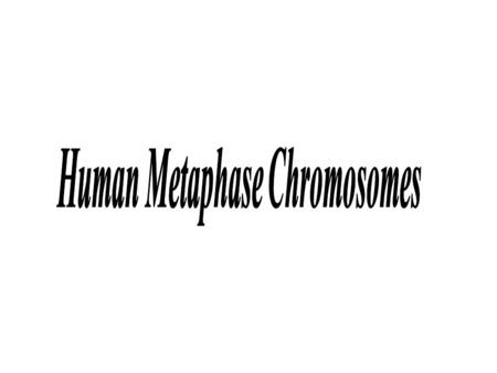 Human Metaphase Chromosomes