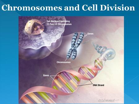  Negatively charged  Double stranded  Wraps around histones  CHROMOSOME=chromatid + kinetochore  46 chromosomes in humans.