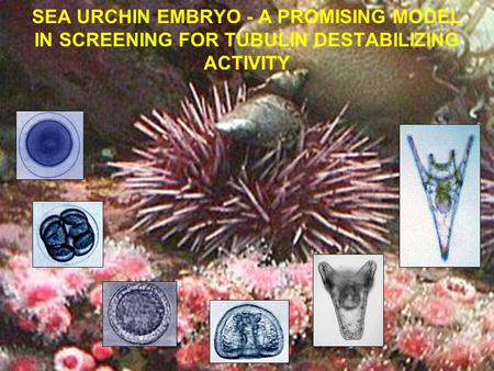 SEA URCHIN EMBRYO - A PROMISING MODEL IN SCREENING FOR TUBULIN DESTABILIZING ACTIVITY.