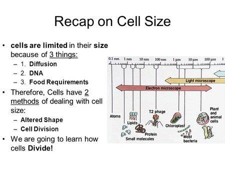 Recap on Cell Size cells are limited in their size because of 3 things: 1. Diffusion 2. DNA 3. Food Requirements Therefore, Cells have 2 methods of.