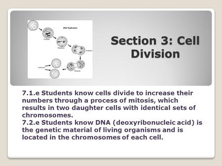 Section 3: Cell Division 7.1.e Students know cells divide to increase their numbers through a process of mitosis, which results in two daughter cells with.