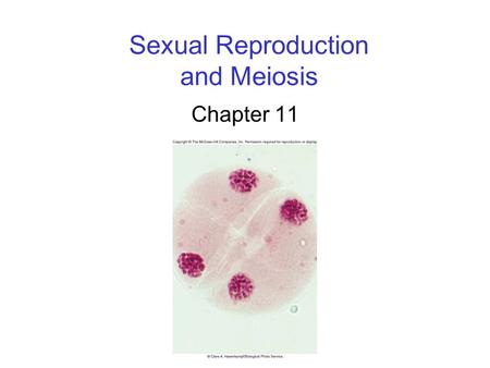 Sexual Reproduction and Meiosis Chapter 11. 2 Overview of Meiosis Meiosis is a form of cell division that leads to the production of gametes. gametes: