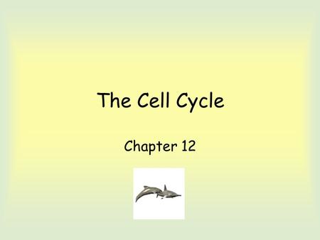 The Cell Cycle Chapter 12. Cell division - process cells reproduce; necessary to living things. Cell division due to cell cycle (life of cell from origin.