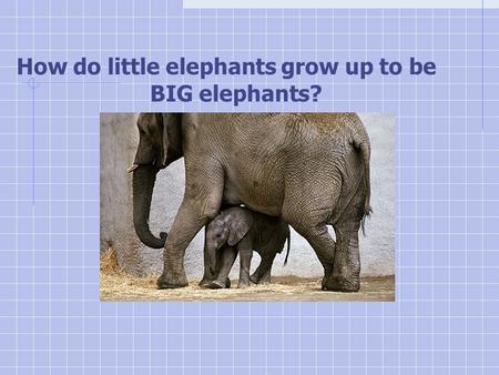 How do little elephants grow up to be BIG elephants?