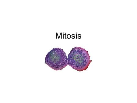 Mitosis. Interphase Not technically part of mitosis Cell spends 99% time in this phase DNA exists in ___________ form Cell performs…..? * Most important.