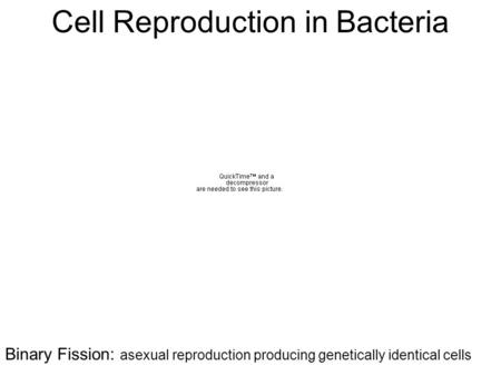 Cell Reproduction in Bacteria Binary Fission: asexual reproduction producing genetically identical cells.