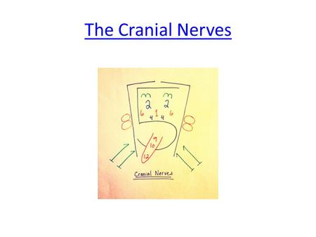 The Cranial Nerves.