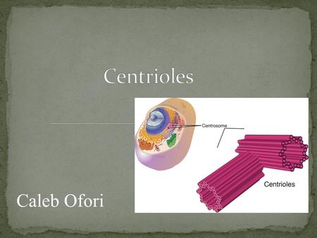 Caleb Ofori. Centrioles are barreled-shaped structures that exist in eukaryotic cells. They exist in all eukaryotic cells besides plant cells and fungi.