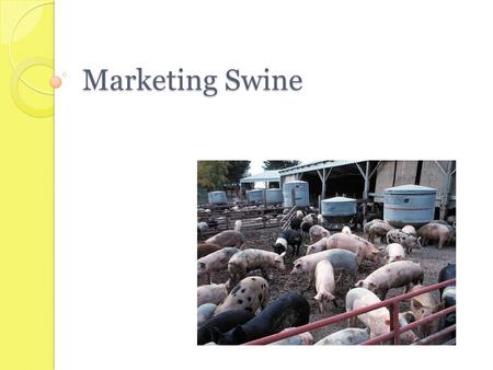 Marketing Swine.