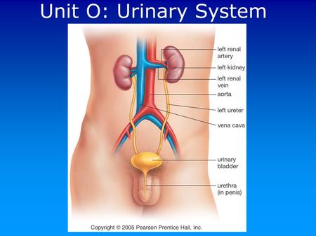 Unit O: Urinary System.