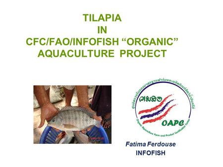 TILAPIA IN CFC/FAO/INFOFISH “ORGANIC” AQUACULTURE PROJECT Fatima Ferdouse INFOFISH.