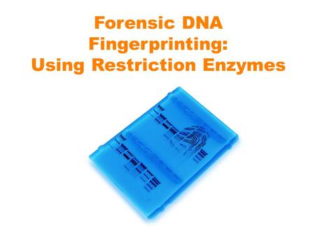 Forensic DNA Fingerprinting: Using Restriction Enzymes.