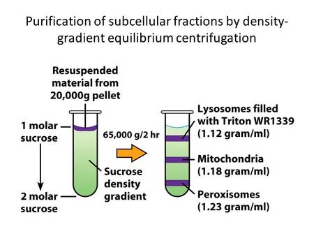 18.7 Isolation, Purification, and Fractionation of Proteins (1)