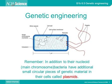 AQA Science © Nelson Thornes Ltd 2006 1 B1b 6.5 Genetic engineering Genetic engineering Remember: In addition to their nucleoid (main chromosome)bacteria.