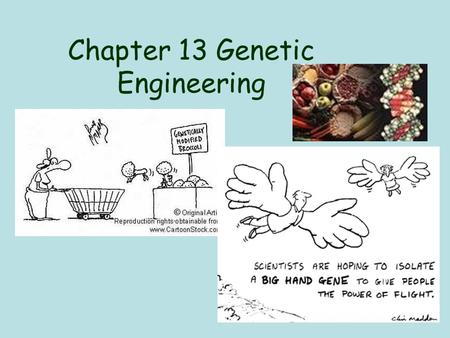 Chapter 13 Genetic Engineering. This genetically engineered plant Glows-in-the-Dark!