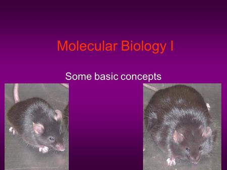 Molecular Biology I Some basic concepts. Aspects to Cover DNA: structure, replication RNA: transcription and processing Protein: translation Gene Expression: