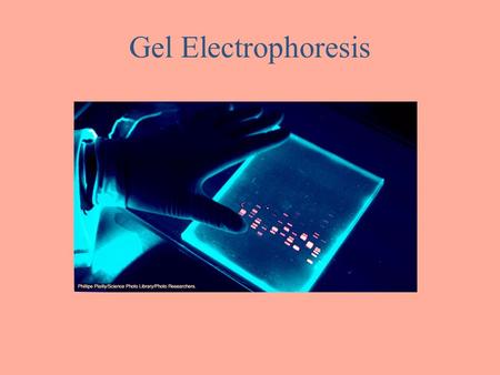 Gel Electrophoresis.