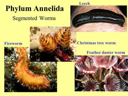Phylum Annelida Segmented Worms Leech Christmas tree worm Fireworm