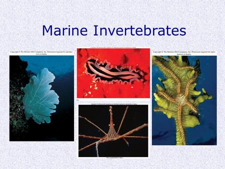 Marine Invertebrates.