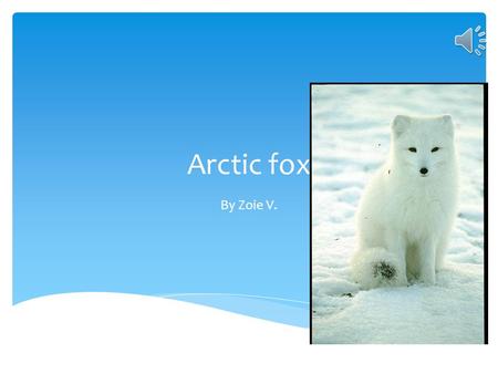 Arctic fox By Zoie V..