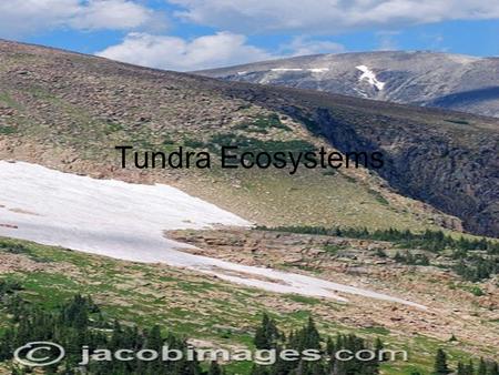 Tundra Ecosystems. Where Its Located The tundra is located in many parts of the north part of the world. It goes from Greenland to parts of Alaska, Canada,